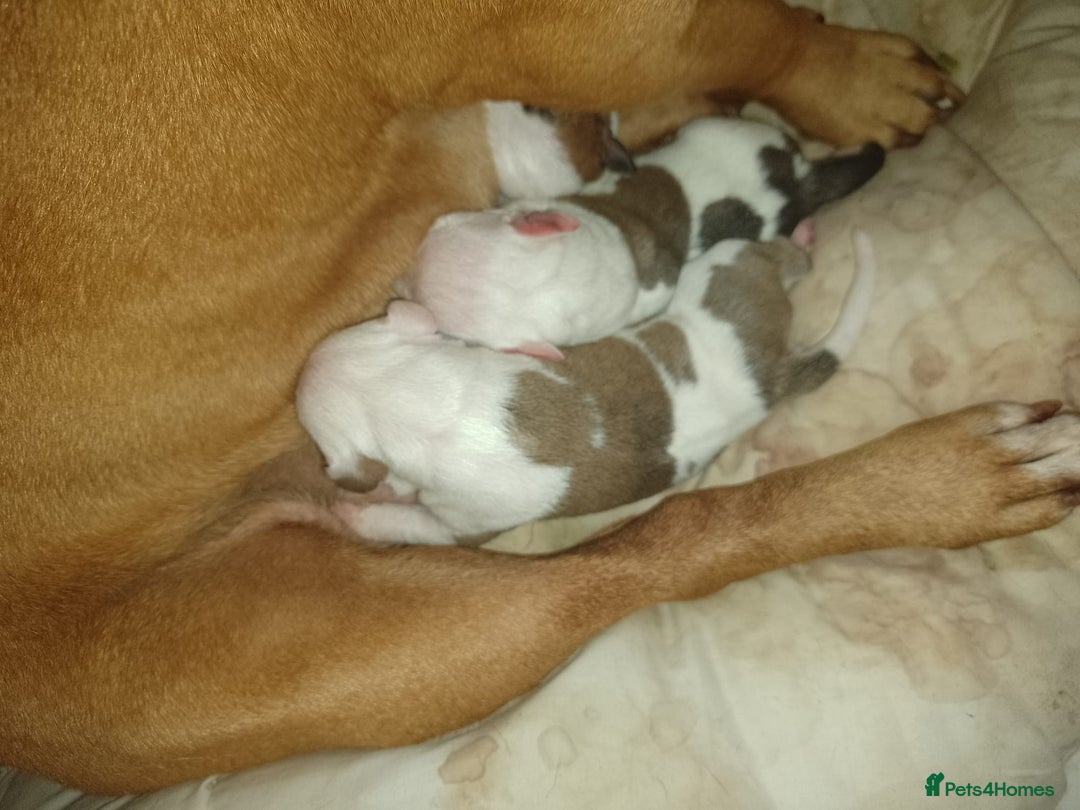 Staffordshire Bull Terrier dogs for stud: Amazing Staffordshire Bull Terrier for Stud   - Advert 17