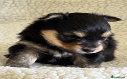 Pomeranian dogs for sale:  Adorable Pomeranian puppies  - Image 6
