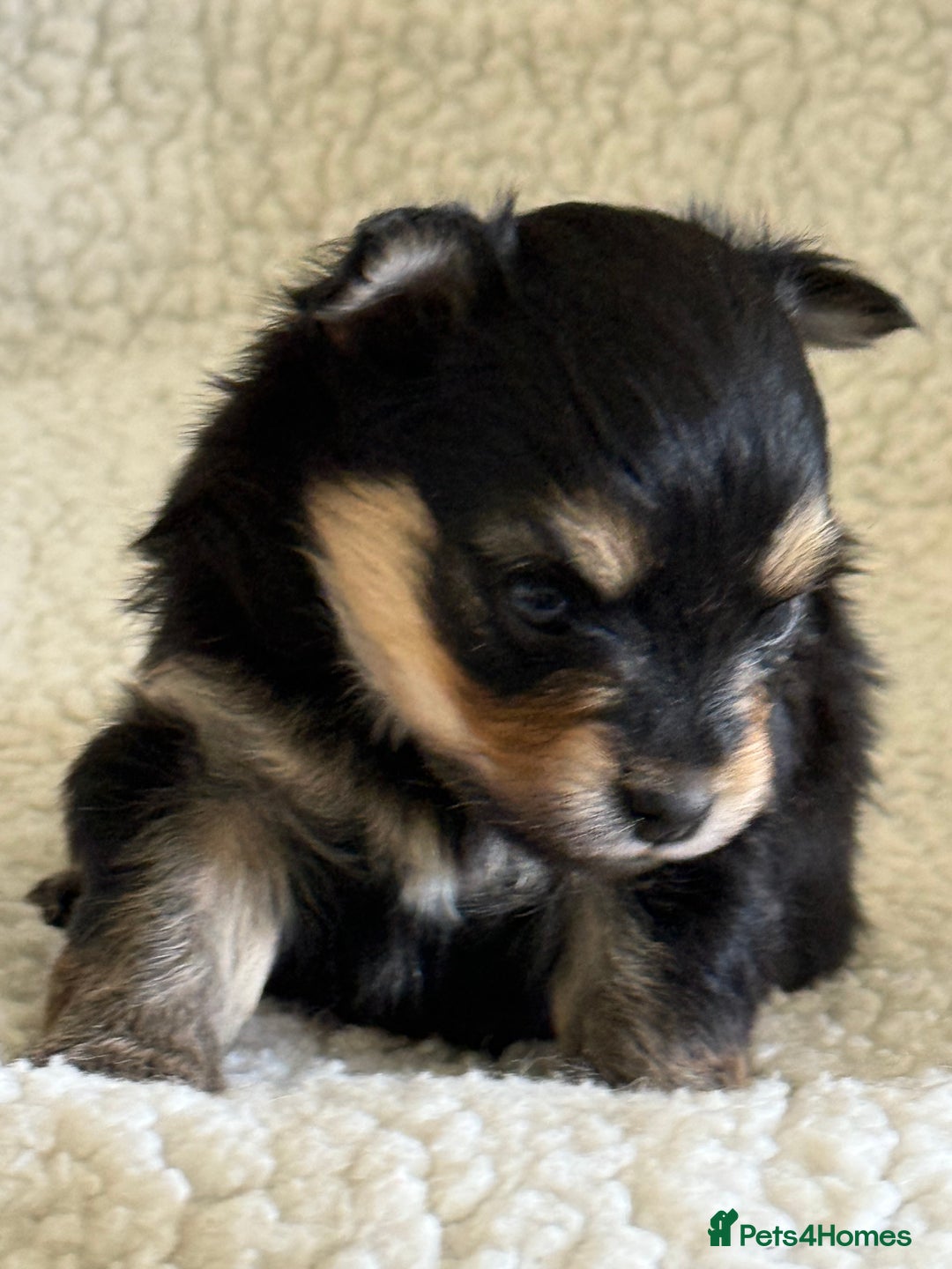 Pomeranian dogs for sale:  Adorable Pomeranian puppies  - Image 6