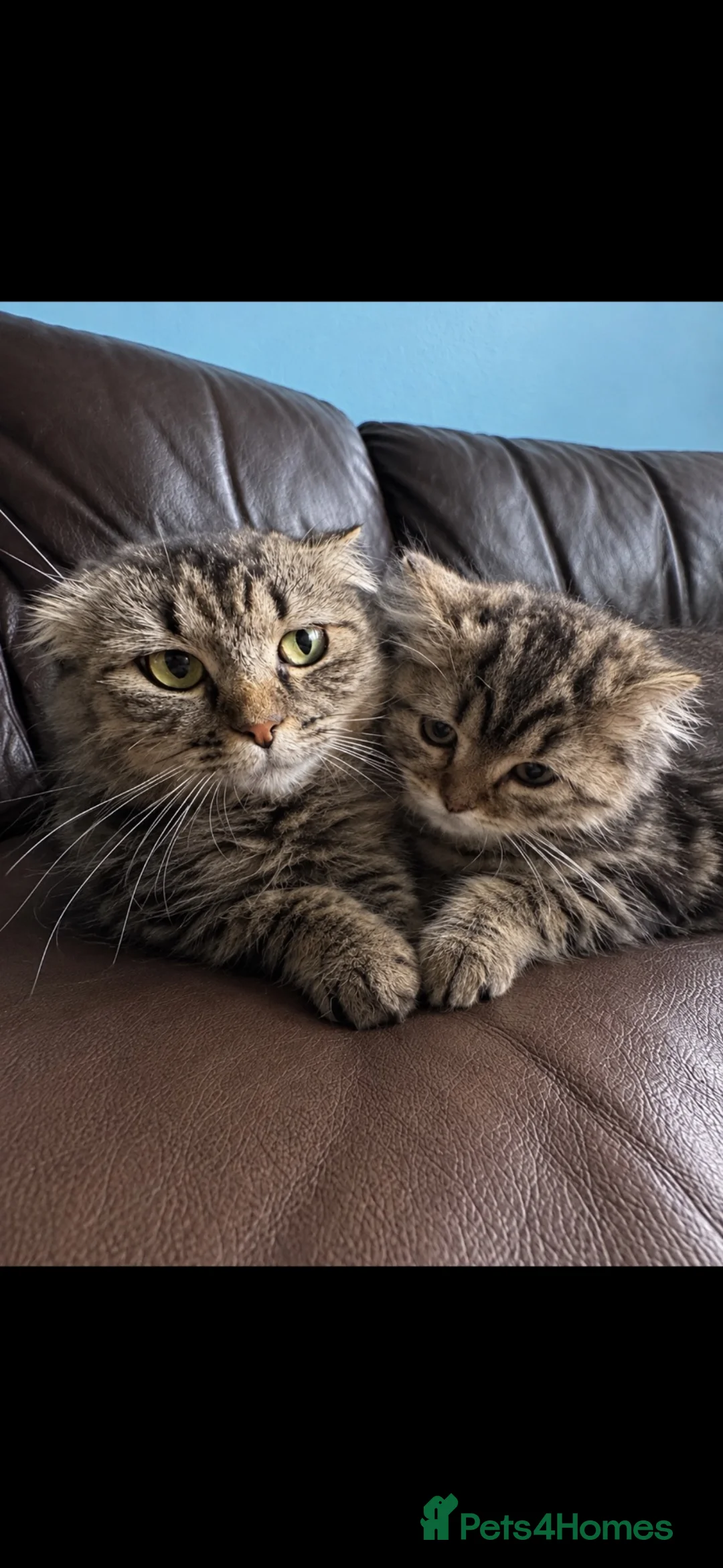 Scottish Fold cats for sale: Beautiful Scottish fold cats in Cardiff - Advert 6