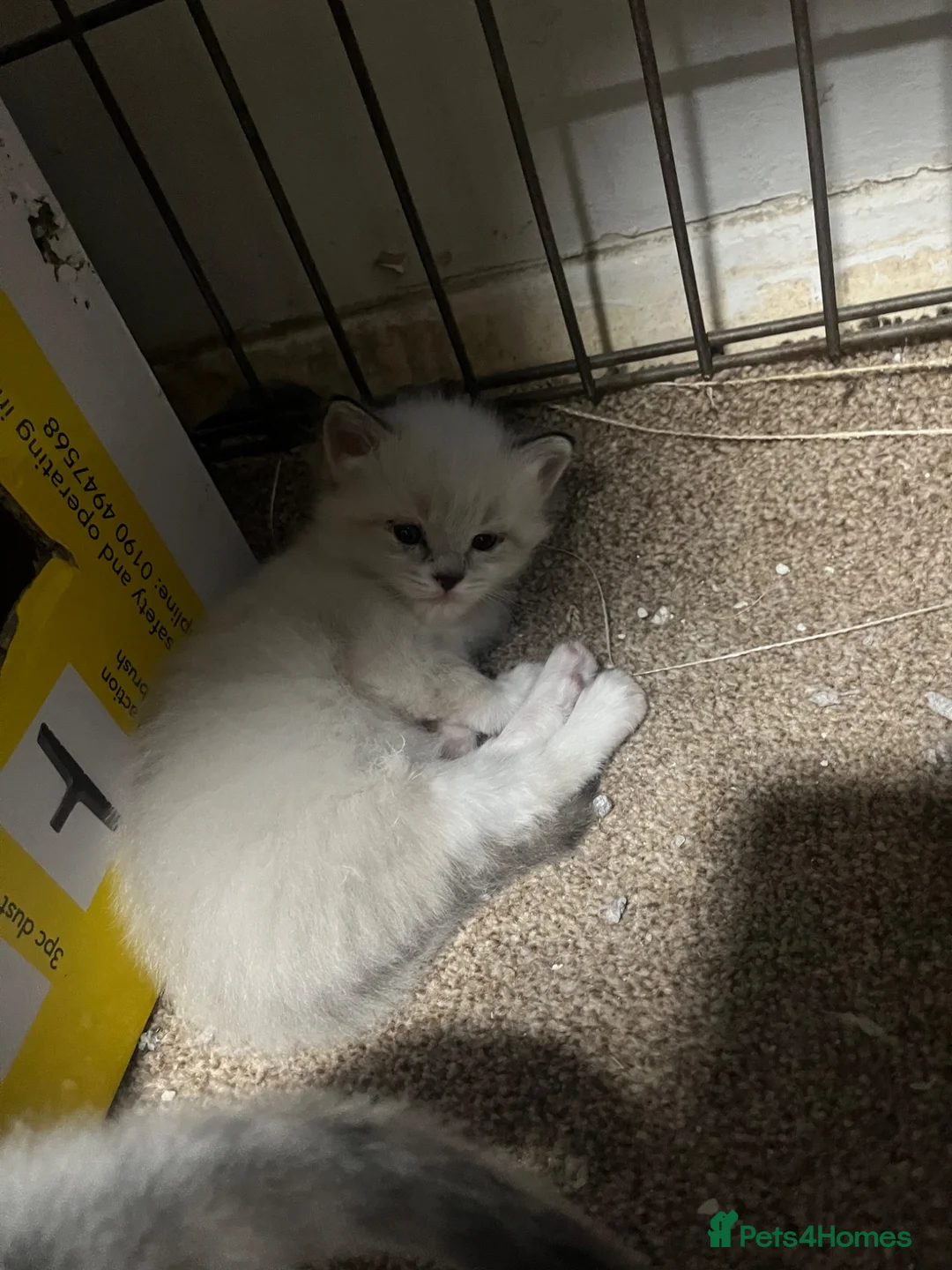 Ragdoll cats for sale: Ready to go Lynx point ragdolls - Advert 11