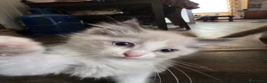Ragdoll 2