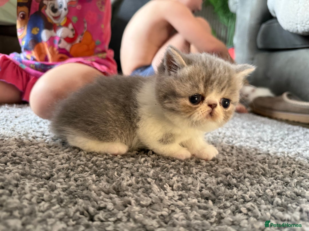 Exotic cats for sale: 4 beautiful exotic shorthair girls  - Image 17