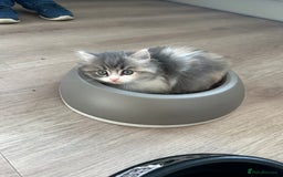 Mixed Breed cats for sale: Beautiful Perdoll Kittens🐾 - Advert 9