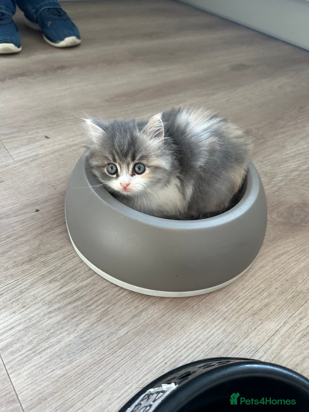 Mixed Breed cats for sale: Beautiful Perdoll Kittens🐾 - Advert 9