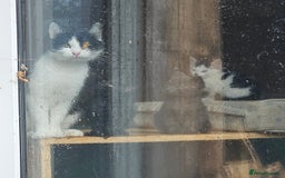Mixed Breed cats for sale: Adorable Black & White siblings  - Image 2
