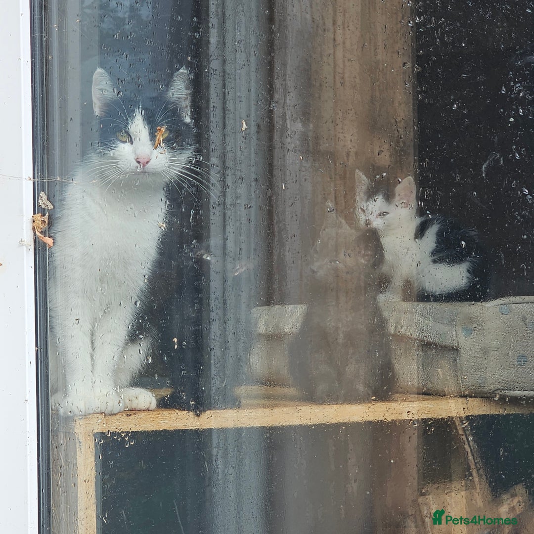 Mixed Breed cats for sale: Adorable Black & White siblings  - Image 2