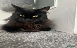 Maine Coon cats for sale: Maine coon girl  - Image 4