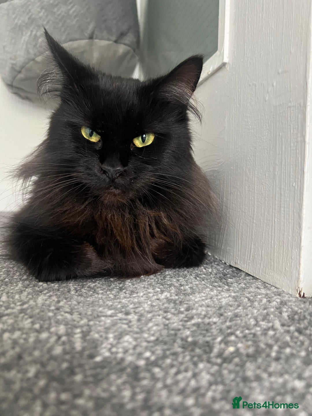 Maine Coon cats for sale: Maine coon girl  - Image 4