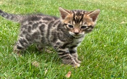Bengal cats for sale: Tica registered baby Bengal Boys  - Image 6