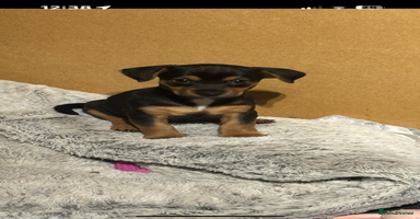 Jack Russell dogs - Advert 9