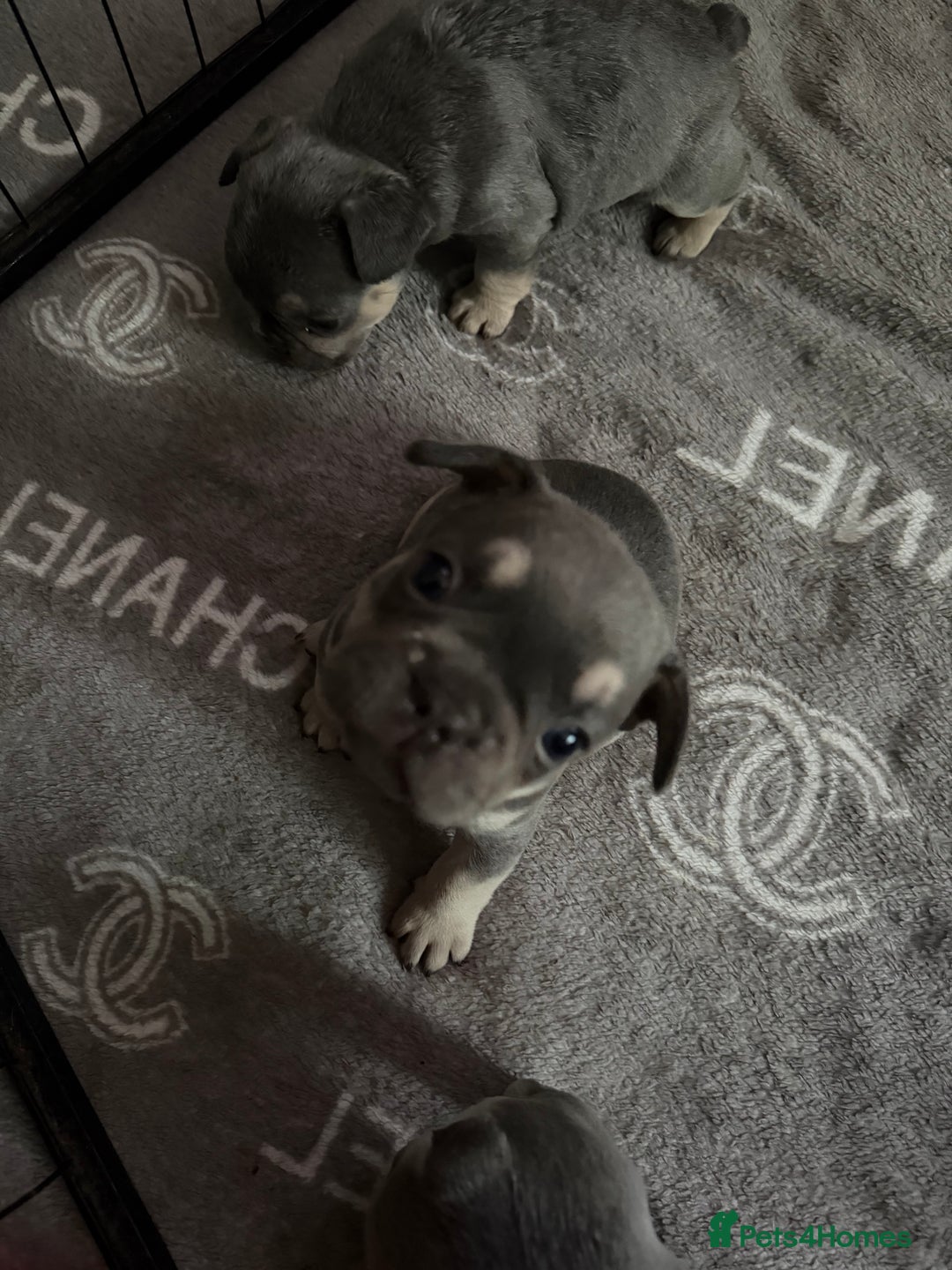 French Bulldog dogs for sale: French bulldogs  - Advert 14