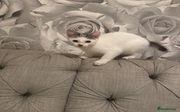 British Shorthair cats for sale: 2 males kitten MUST be Homed together  - Image 2