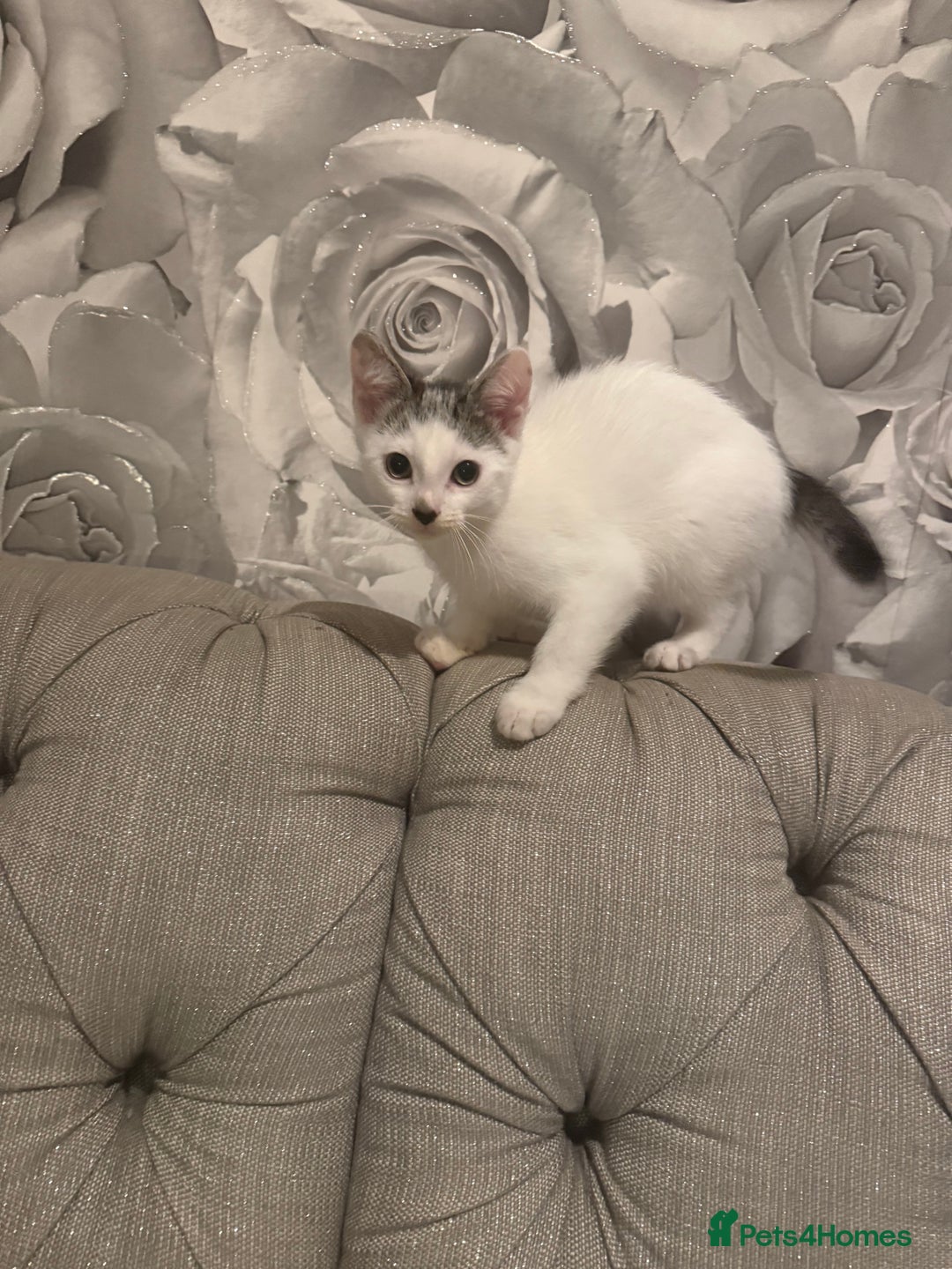 British Shorthair cats for sale: 2 males kitten MUST be Homed together  - Image 2