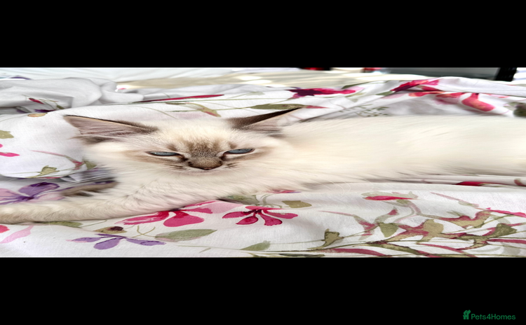 Ragdoll cats - Advert 11
