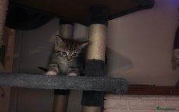 Mixed Breed cats for sale: 3 x Gorgeous Kittens - Image 7