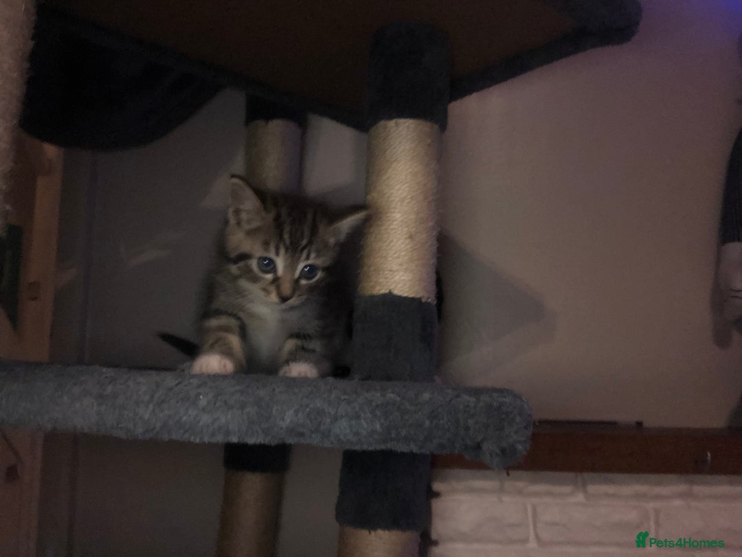 Mixed Breed cats for sale: 3 x Gorgeous Kittens - Image 7