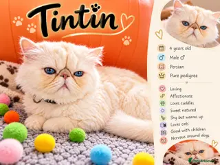 Persian cats TIN-TIN:GCCF Grandchampion AWARD WINNING PERSIAN♂️ - Advert 14