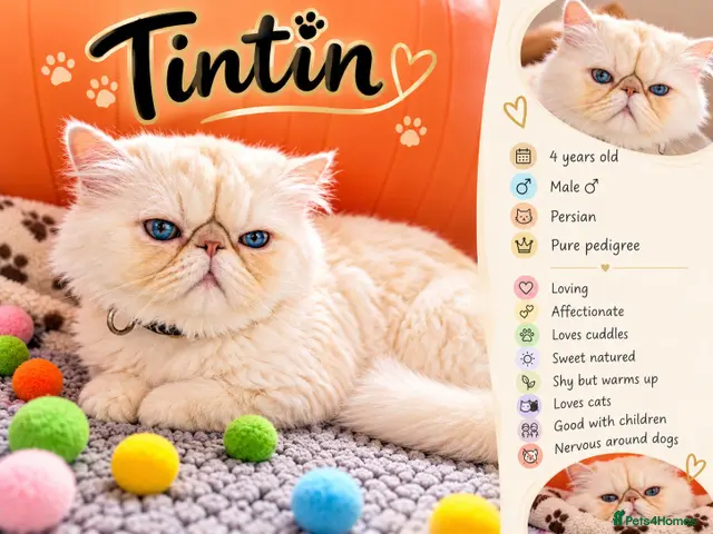 Persian cats TIN-TIN:GCCF Grandchampion AWARD WINNING PERSIAN♂️ - Advert 2