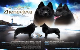 Schipperke dogs for sale: Puppy schipperke  - Image 1