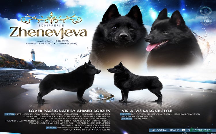 Schipperke dogs - Advert 1