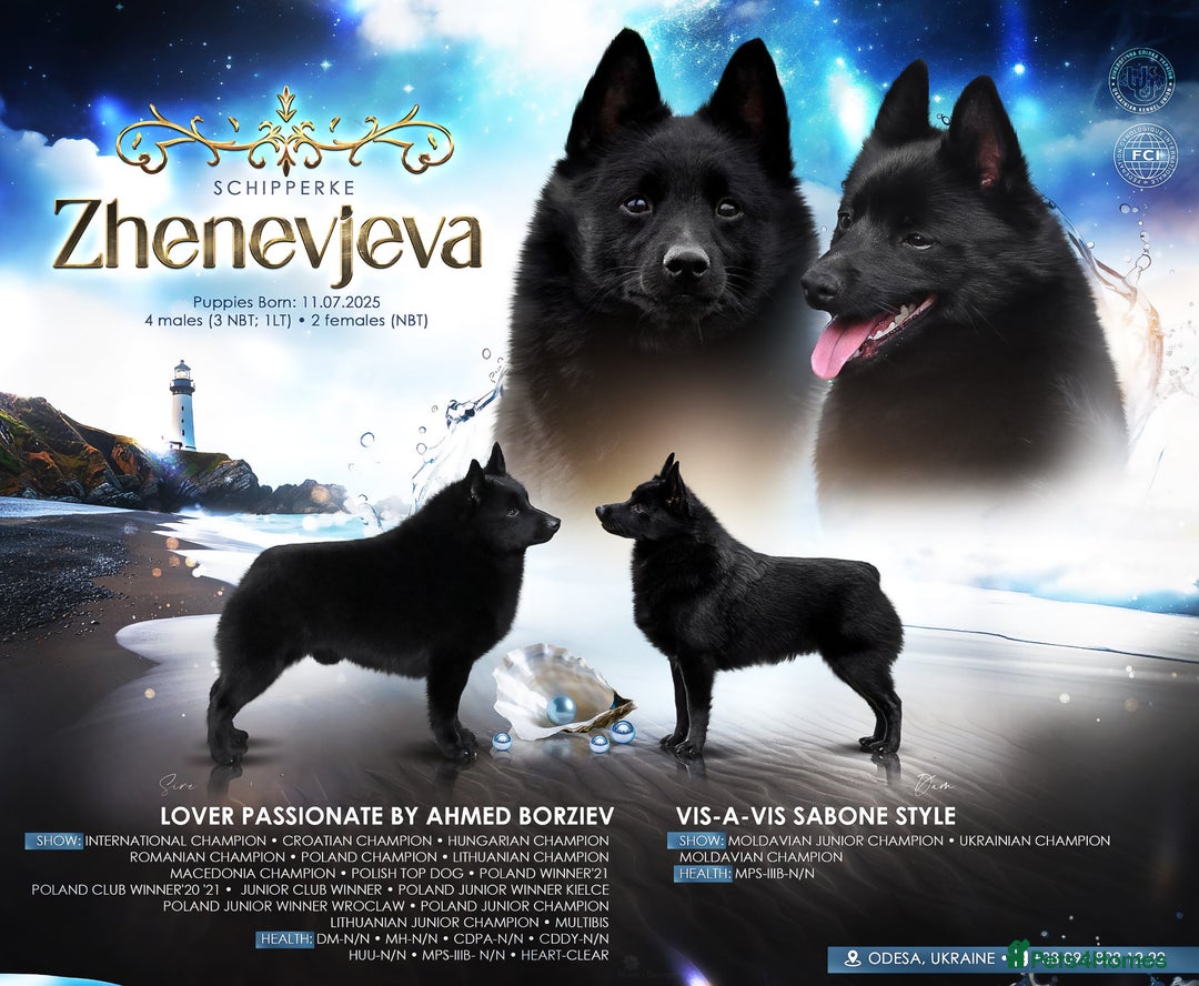 Schipperke dogs for sale: Puppy schipperke  - Image 1