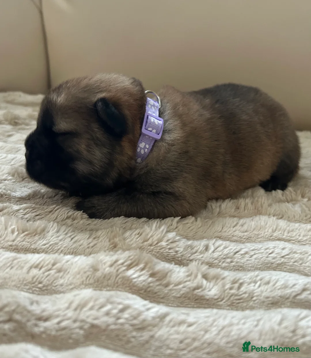 Chow Chow dogs for sale: 7 Stunning Chow Chow Puppies - Advert 13