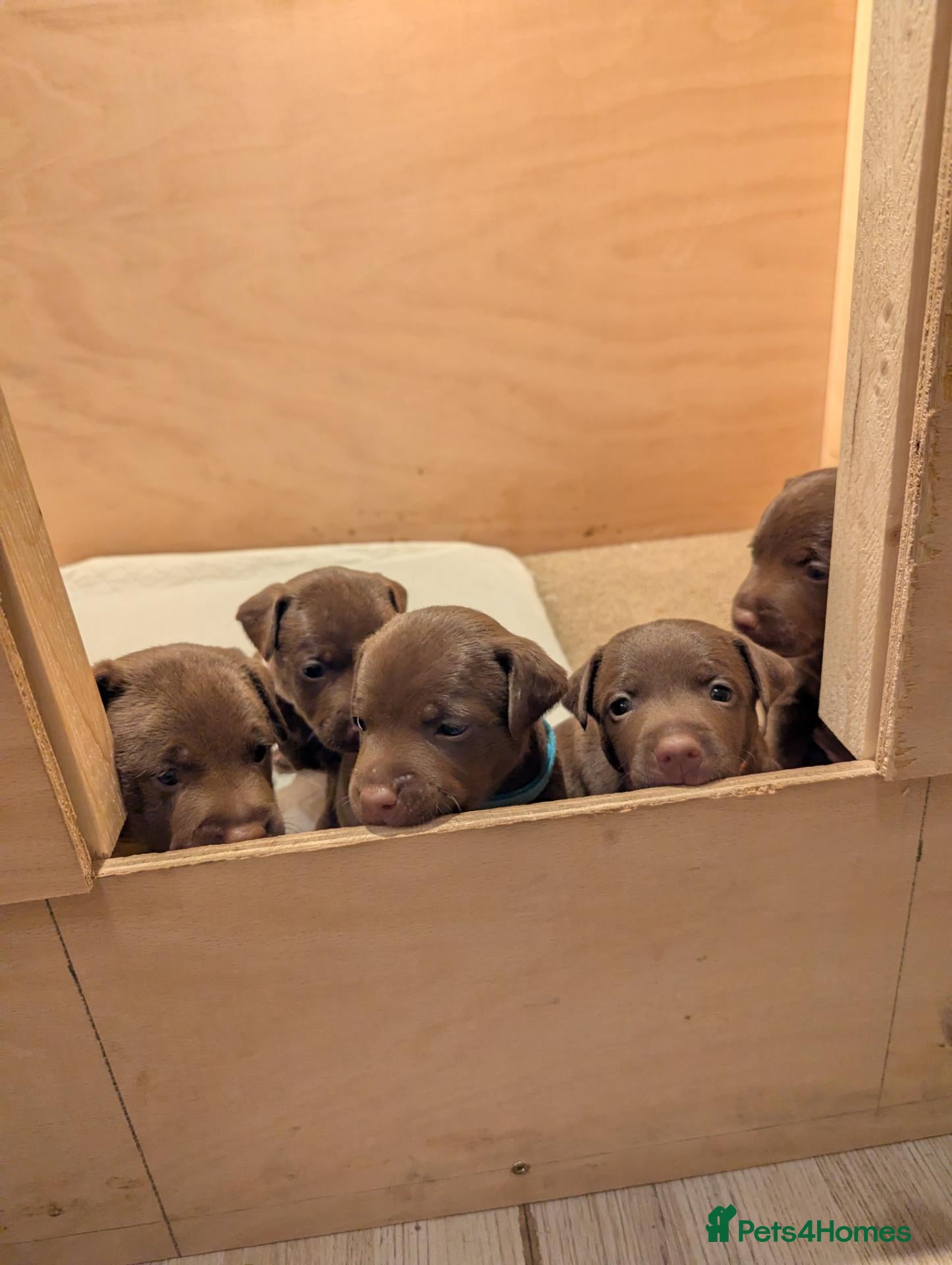 Patterdale Terrier dogs Pure chocolate, smooth patterdale terrier puppies  - Advert 2