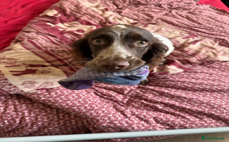 Mixed Breed dogs - Advert 4