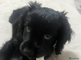 Mixed Breed dogs Gorgeous cavapoo puppy - Advert 2