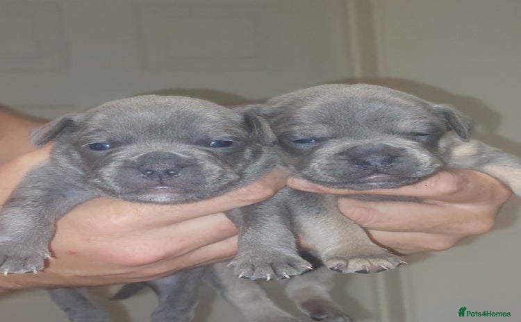 Mixed Breed dogs - Advert 4