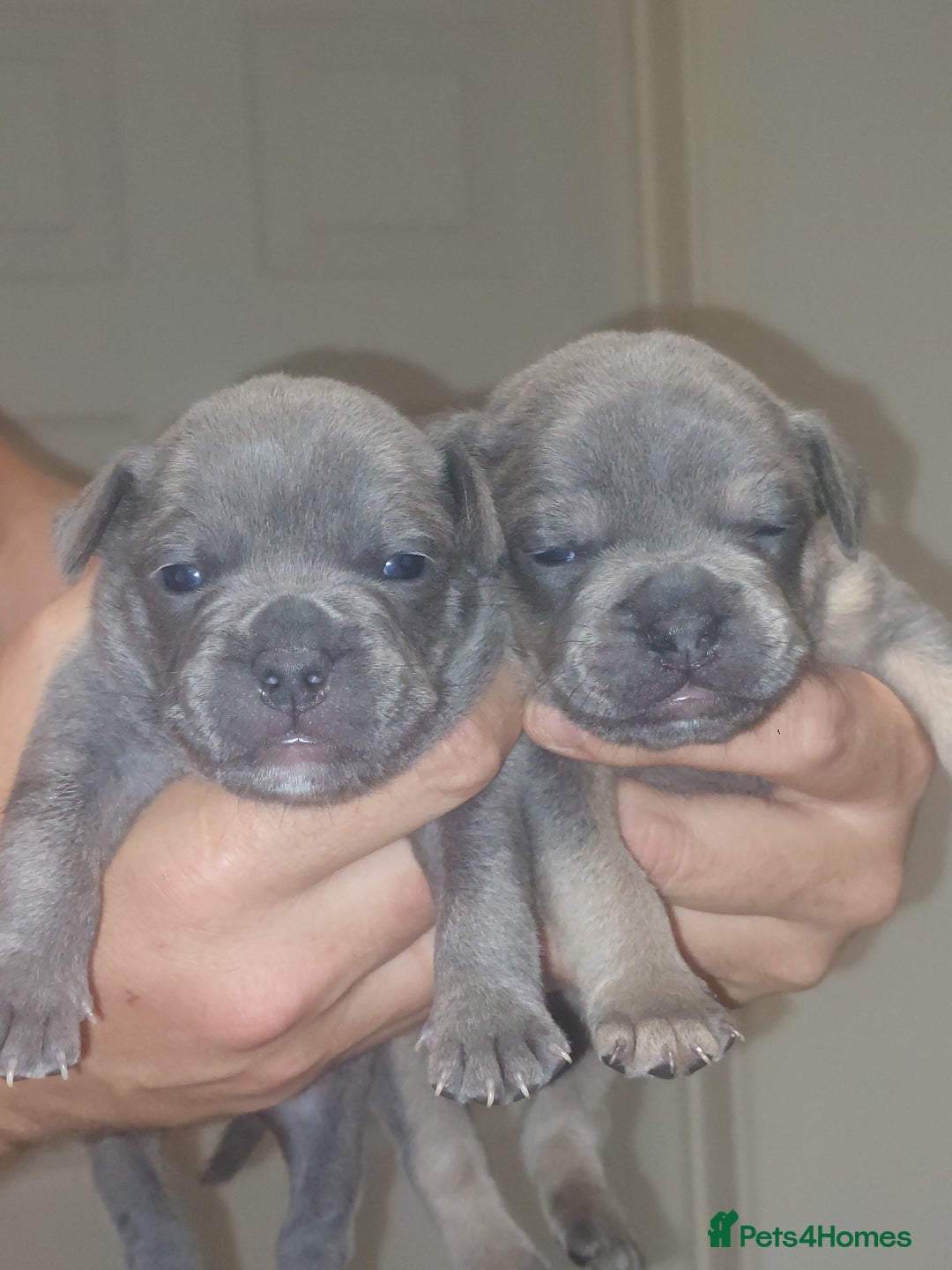 Mixed Breed dogs for sale: FRENCH BULLDOG X STAFFY  - Image 1