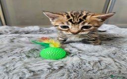Bengal cats for sale: Lovely bengal kittens(Tica reg.)😍 - Image 3