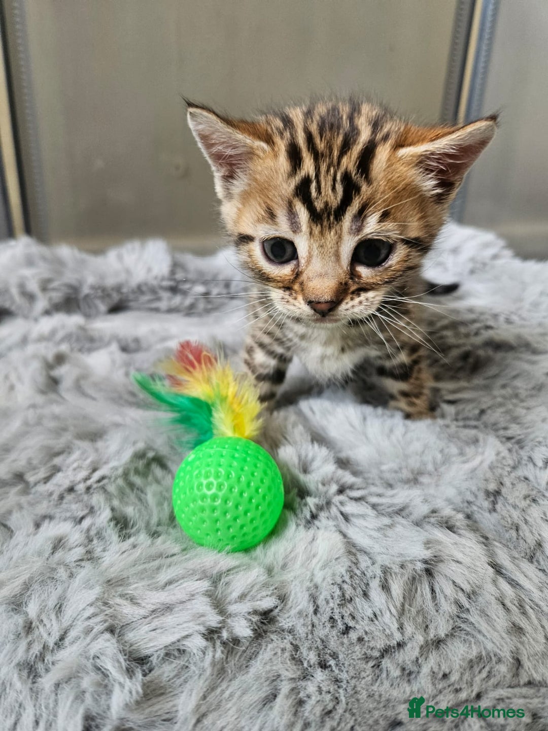 Bengal cats for sale: Lovely bengal kittens(Tica reg.)😍 - Image 3