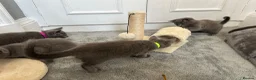 Russian Blue cats for sale: Russian Blue Kittens - Advert 17