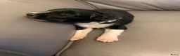 Border Collie dogs for sale: Pure border collie pups - Advert 22