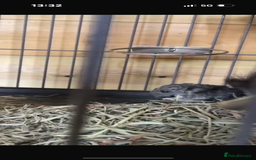 Chinchilla rodents for sale: Two adorable healthy chinchilla kits - Image 3