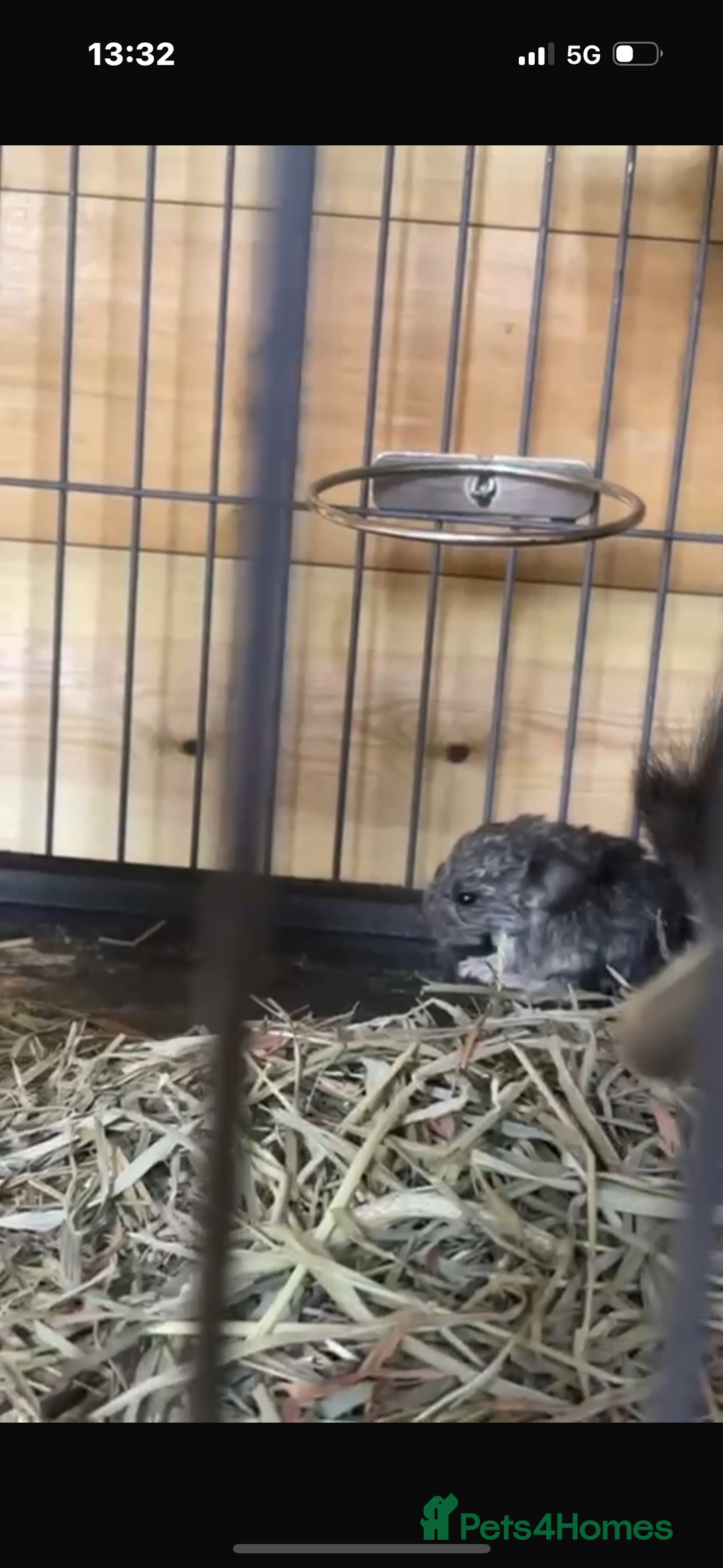 Chinchilla rodents for sale: Two adorable healthy chinchilla kits - Image 3