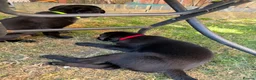 Labrador Retriever dogs for sale: 4 gorgeous Labrador puppies  - Advert 8