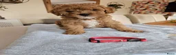 Cavapoo dogs for sale: 5* Cavapoo Puppies in Doncaster - Advert 3