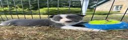 Border Collie dogs for sale: Beautiful Border Collie Puppies  - Advert 37