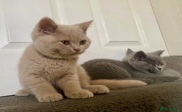 British Shorthair cats - Advert 1