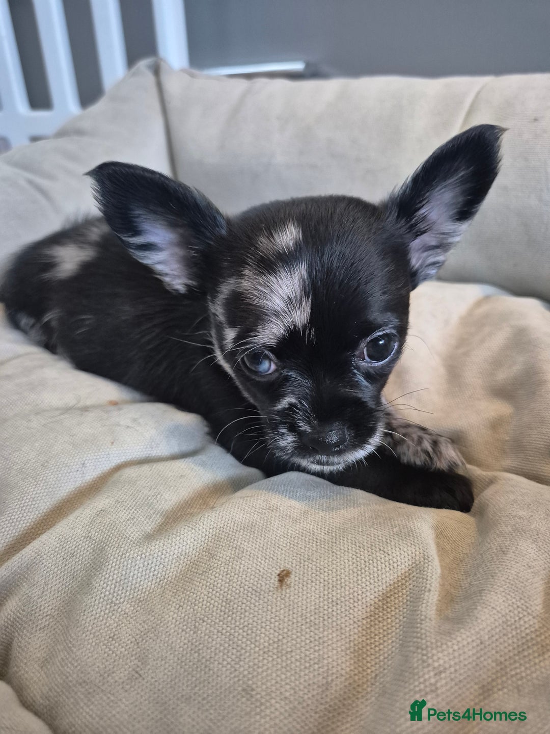 Chihuahua dogs for sale: 3 beautiful tiny pure breed chihuahua  - Advert 18