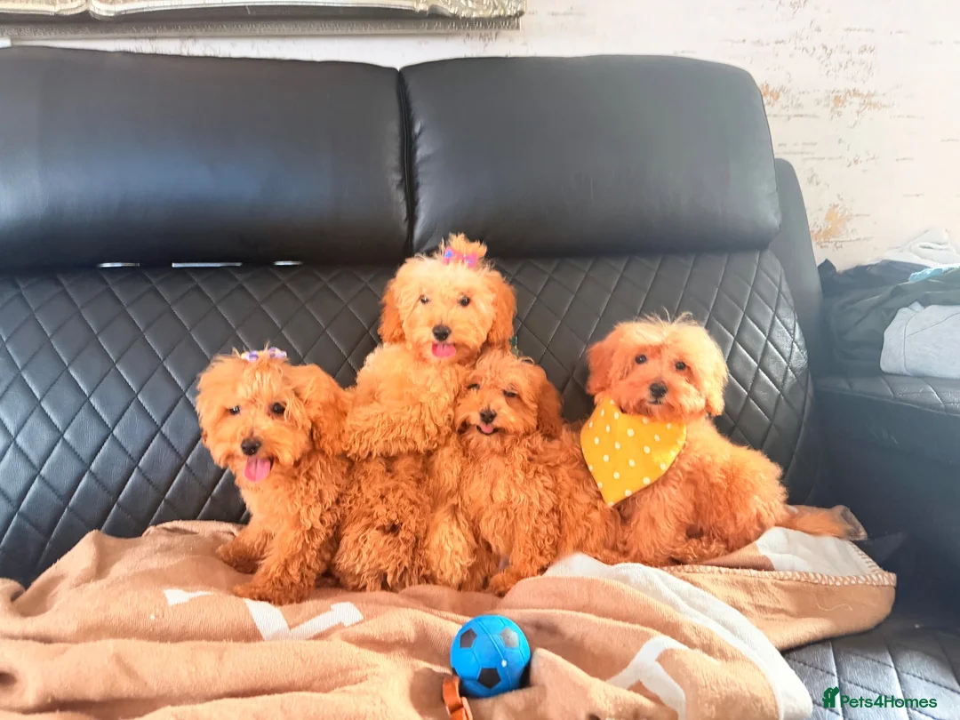Maltipoo dogs for sale: Exquisite f1 toy Maltipoo teddy bears  - Advert 2