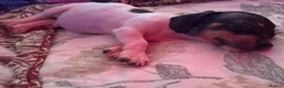 Jack Russell dogs for sale: Jack Russell terrier puppy  in Deal - Advert 3