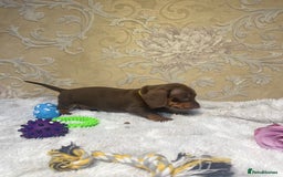 Dachshund dogs for sale: Dachshund Miniature  - Image 34