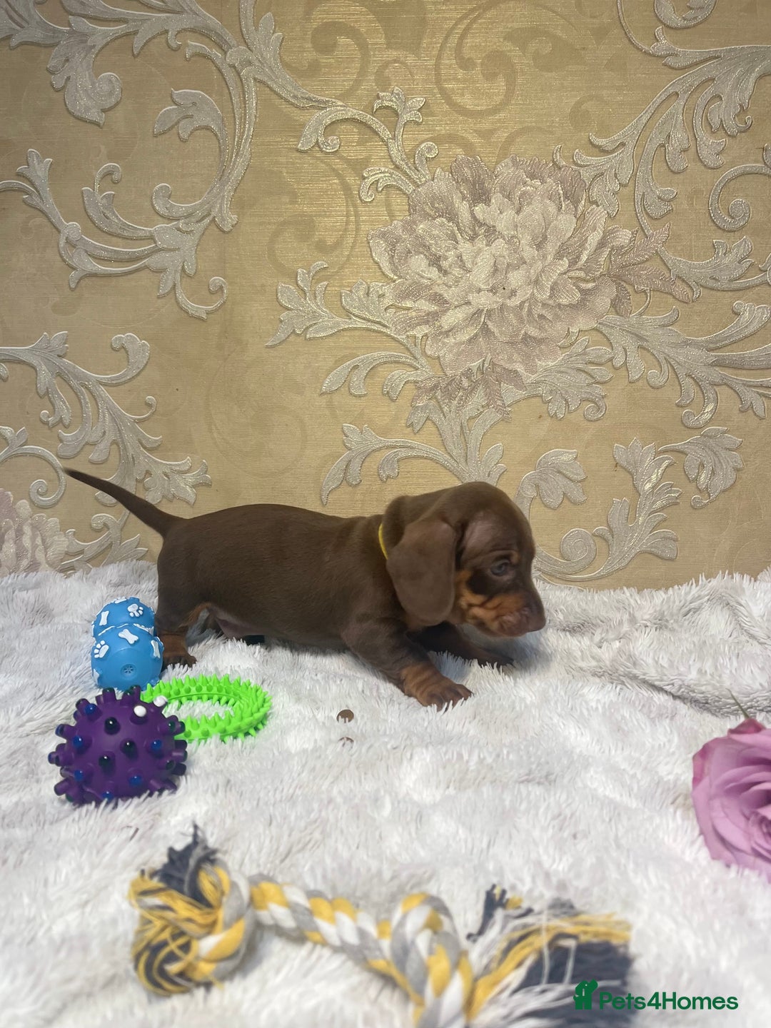 Dachshund dogs for sale: Dachshund Miniature  - Image 34