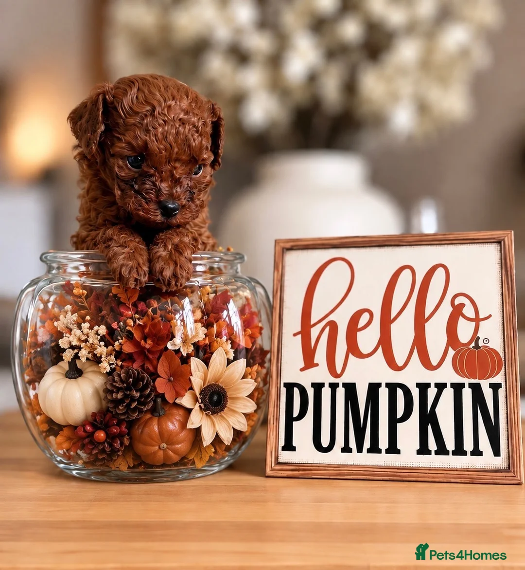 Toy Poodle dogs for sale: ✨ AN EXCEPTIONAL ASIAN TOY POODLE BOY ✨ - Advert 2