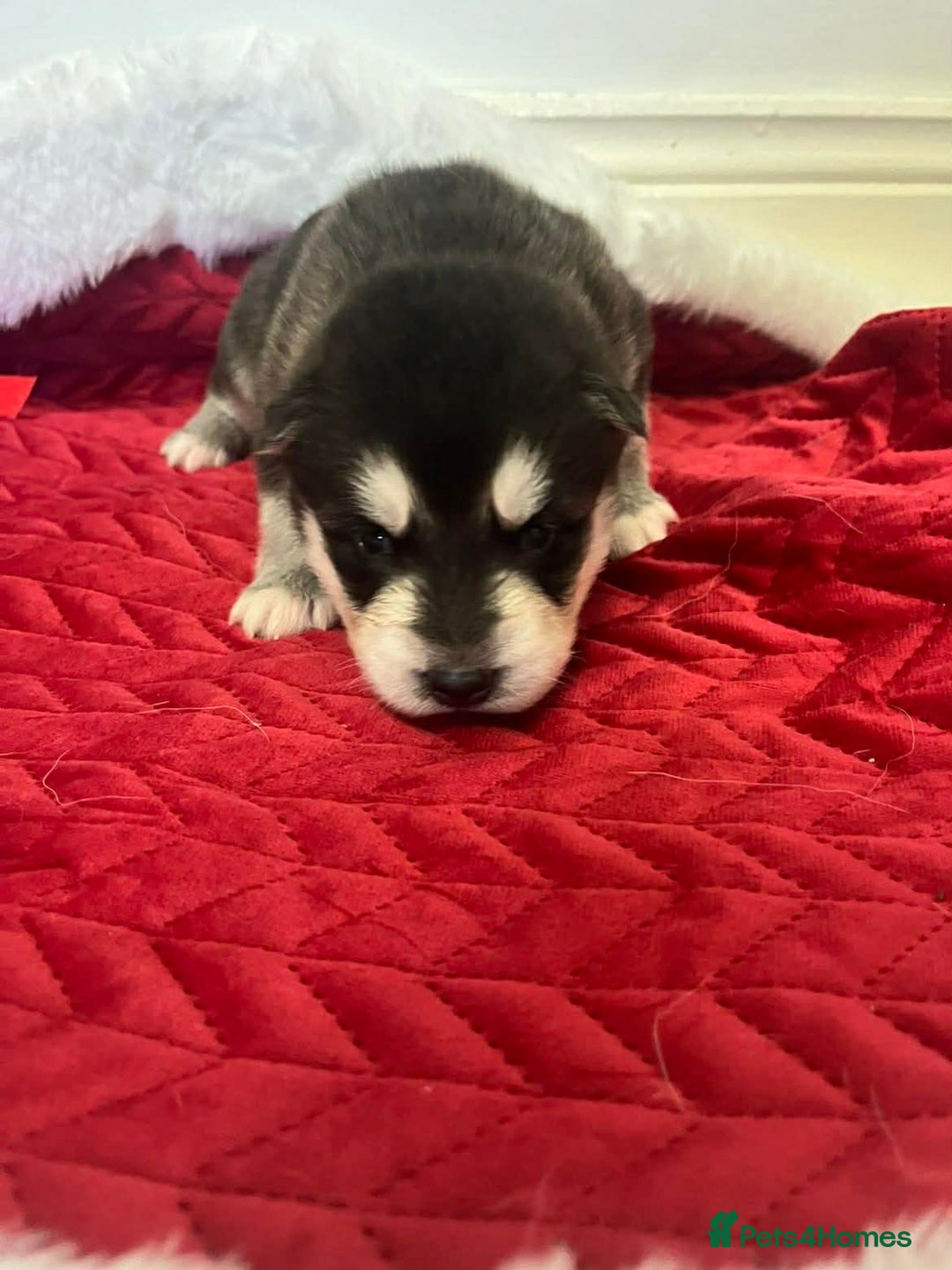 Shepsky dogs for sale: Puppies - Advert 5