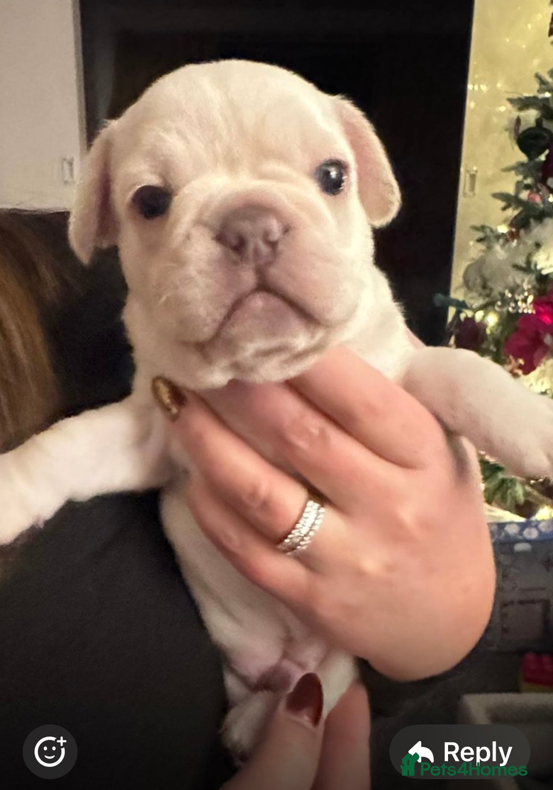 French Bulldog dogs for sale: Litter of 4 beautiful pups 🐶  - Advert 3